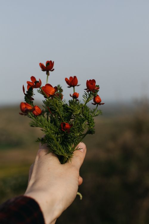 Free A close-up of a hand holding vibrant red wildflowers outdoors. Stock Photo