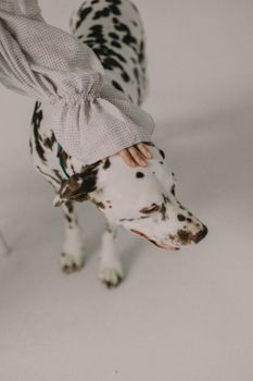一个人在白色地板上轻柔地抚摸一只达尔马提亚犬，展示了人类与动物之间的纽带。 - 相关推荐