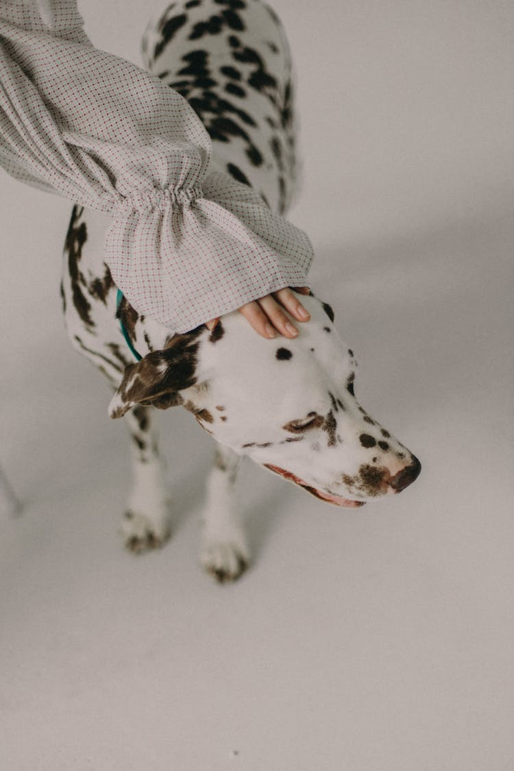 Womans Hand In A Sleeve Touching A Dalmatian Dog