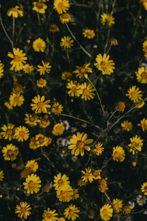 Free A beautiful display of yellow daisies blooming outdoors in a garden setting. Stock Photo