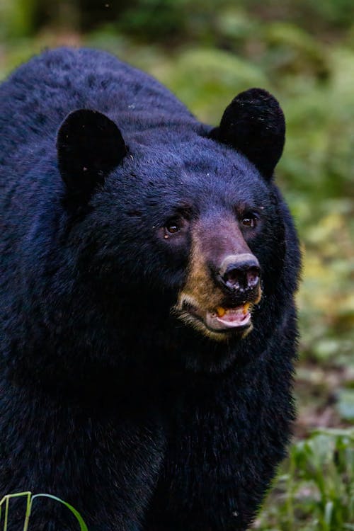 Free Close Up Shot of a Bear Stock Photo