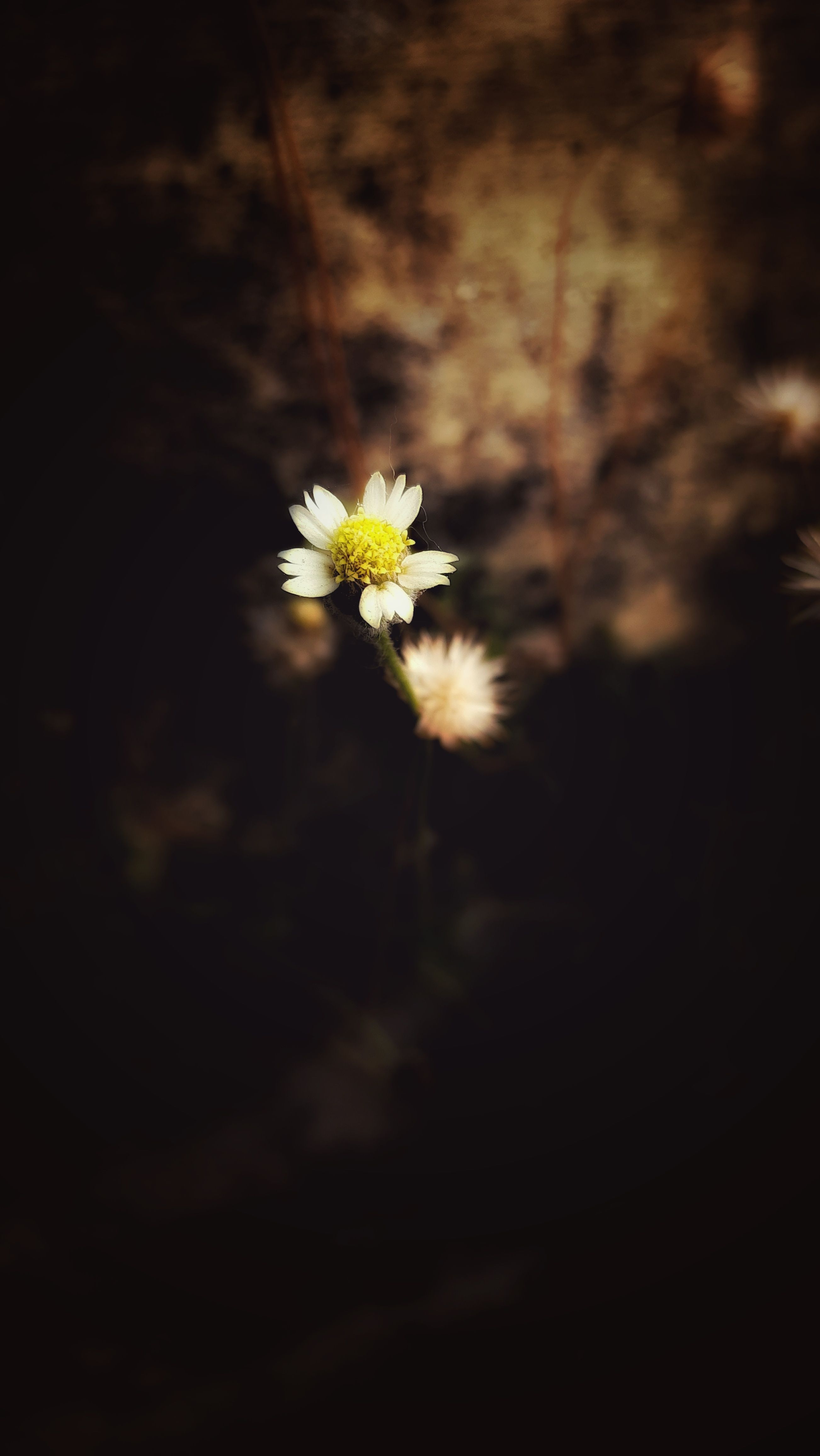 A solitary white flower stands out against a dark background, symbolizing simplicity and elegance.