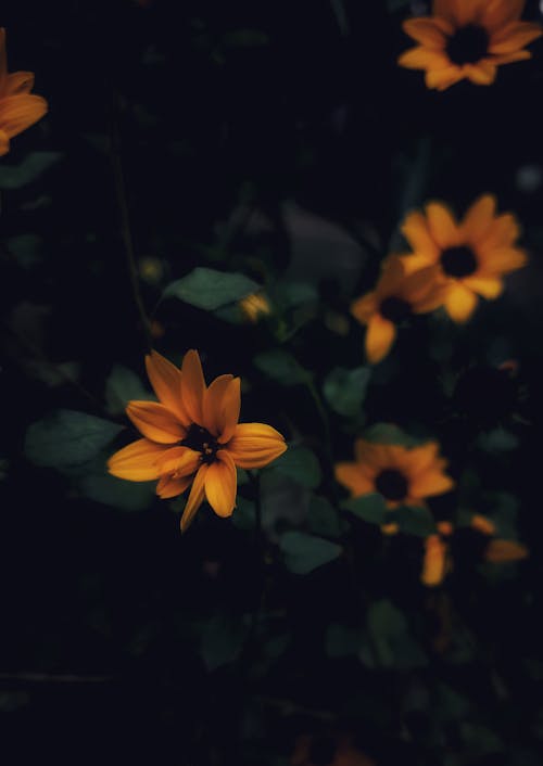 A Close-Up Shot of Common Sunflowers