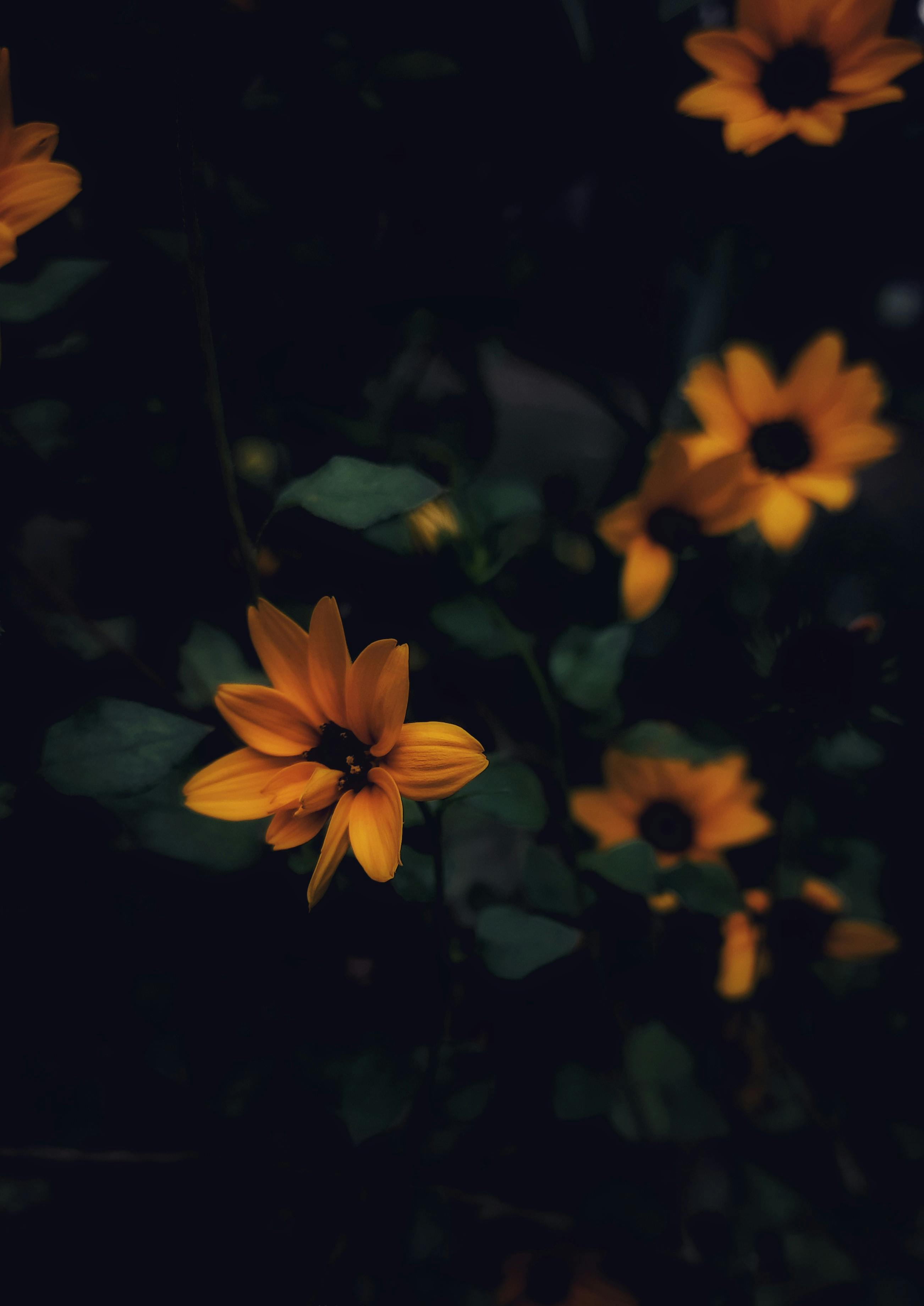 Yellow Sunflower in Close Up Photography · Free Stock Photo