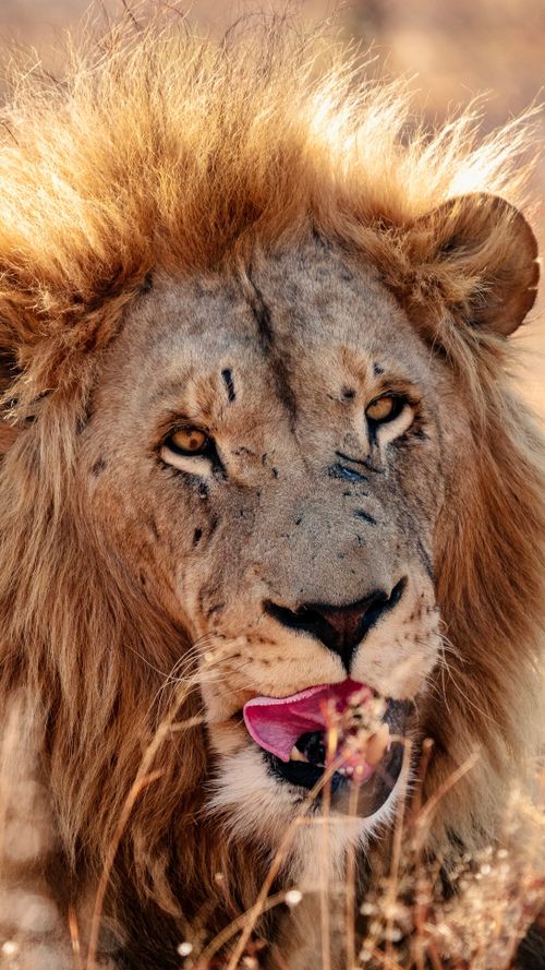 Free Close-up of a lion in Pretoria showcasing its majestic mane and fierce appearance. Stock Photo