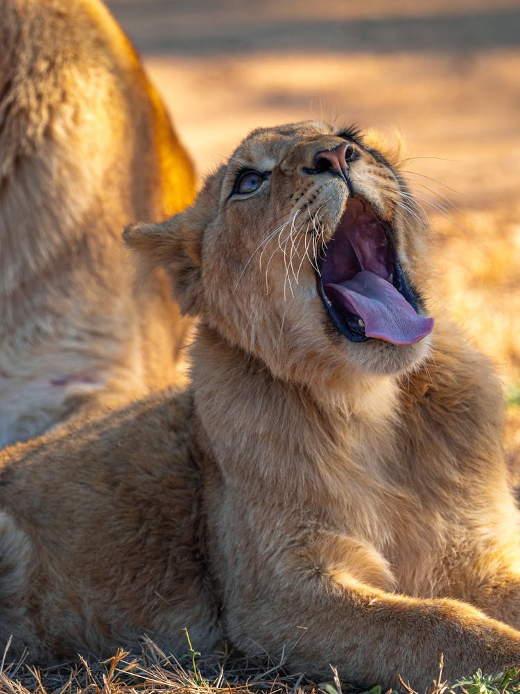 Young Lion Yawning