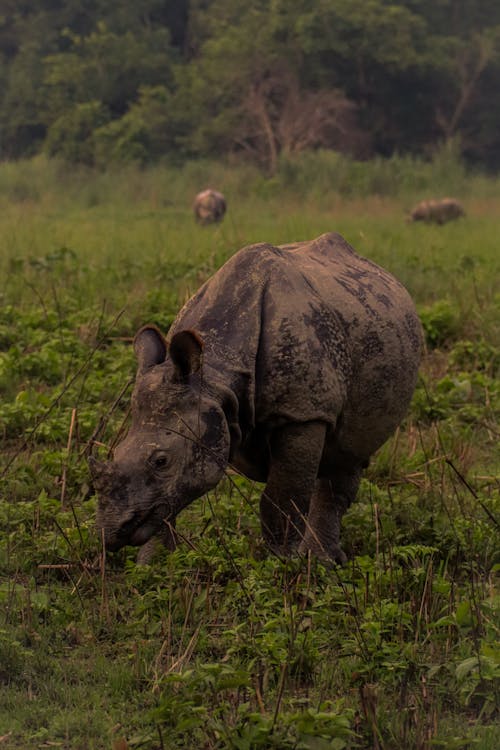 Photo of a Rhinoceros on the Grass
