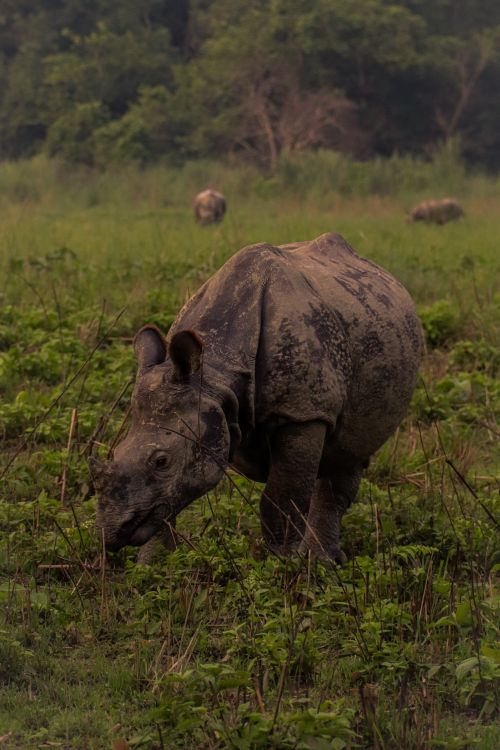 Free Captivating image of a rhinoceros grazing in lush Sonepur landscape, showcasing wildlife charm. Stock Photo