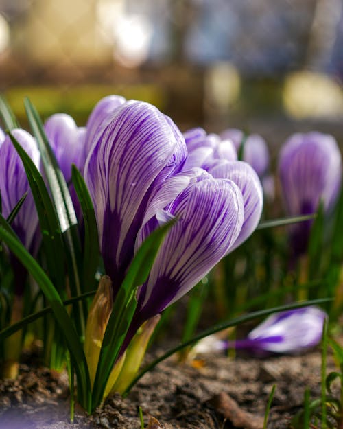 Purple Crocus Flowers in Bloom