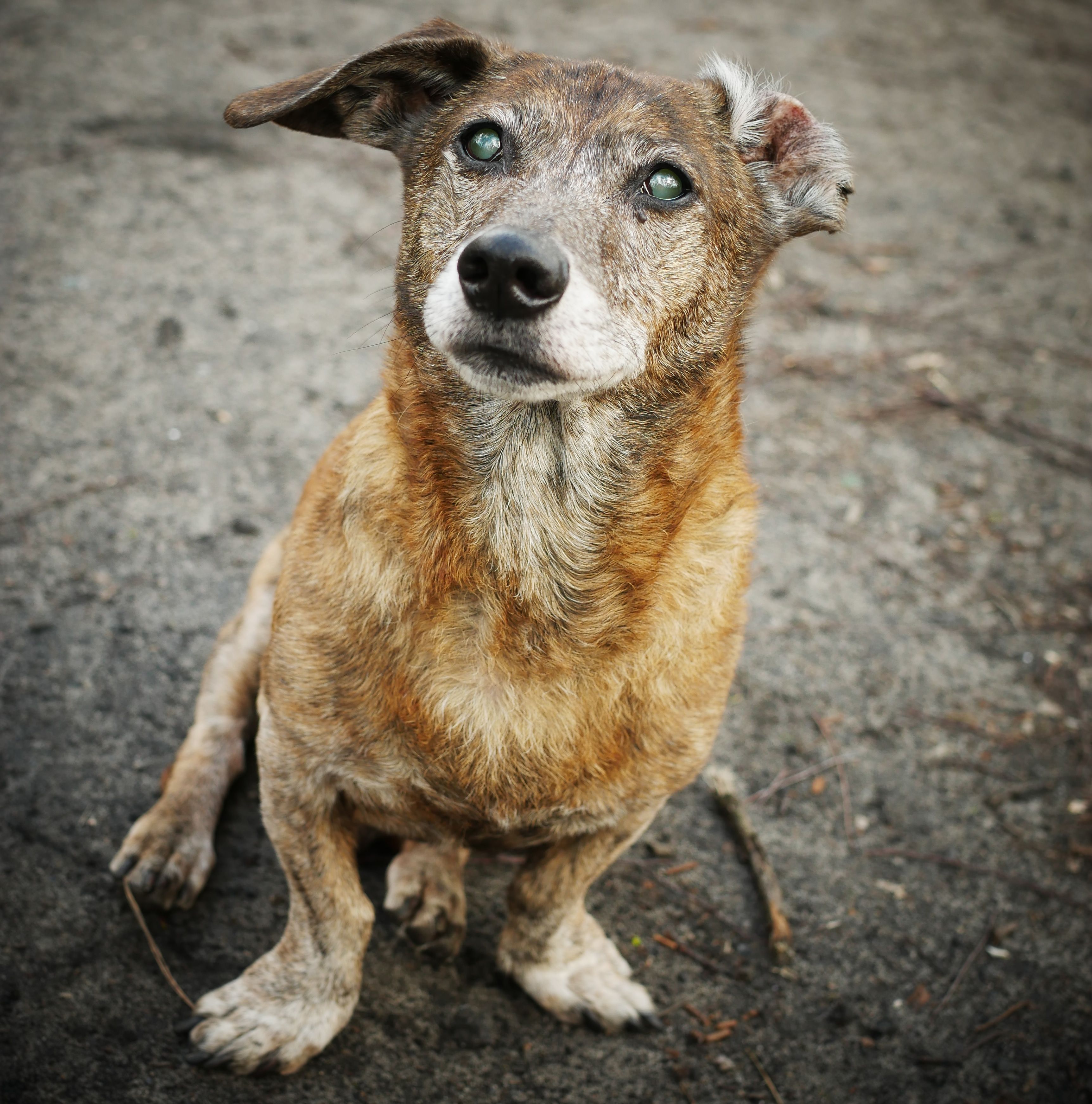senior dog jealous behavior