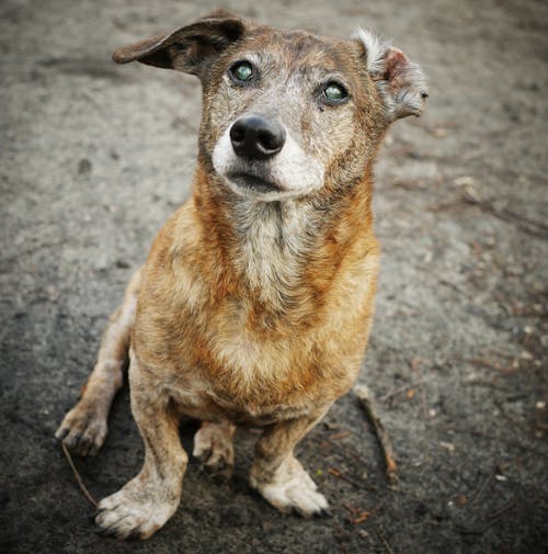 Foto profissional grátis de animal, cachorro, canidae