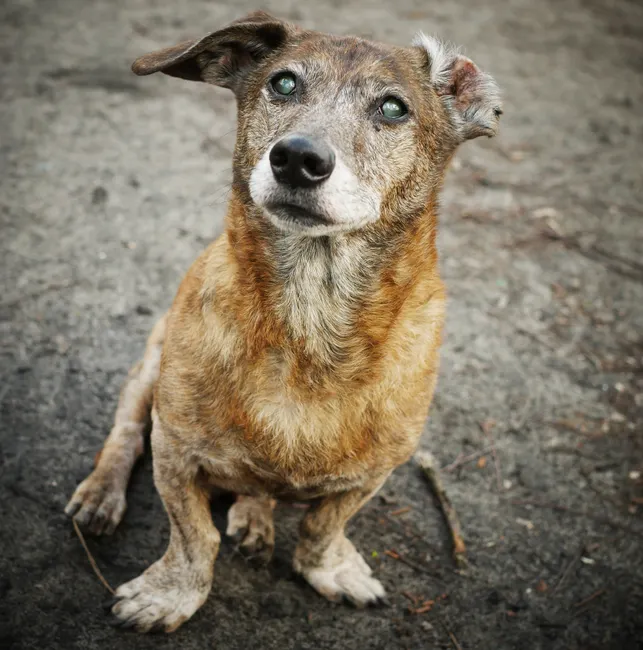 senior dog jealous behavior