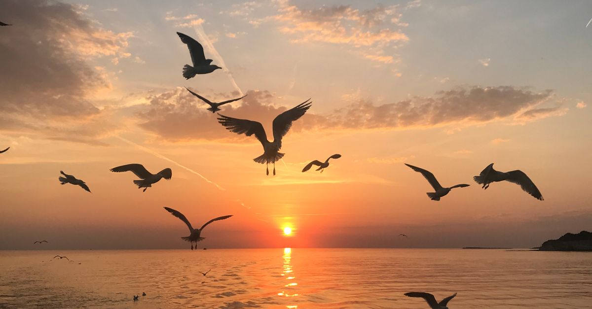 Over Flocking Flock of Birds Flying over the Sea · Free Stock Photo