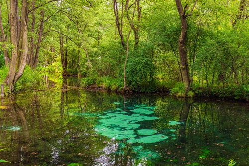 Free Tranquil forest pond reflecting lush green trees in a serene natural setting. Stock Photo