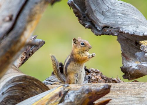Free Close-up of a squirrel amidst tree branches, capturing a moment in the wild. Stock Photo