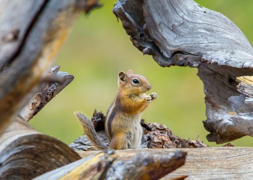 Free A cute squirrel eating nestled in natural wooden surroundings, perfect wildlife capture. Stock Photo
