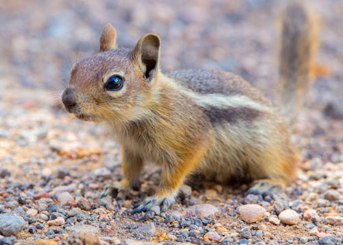 Gratuit Photos gratuites de animal, écureuil, faune Photos