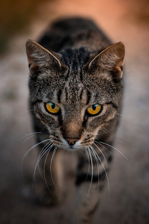 Close-Up Shot of a Brown Tabby Cat