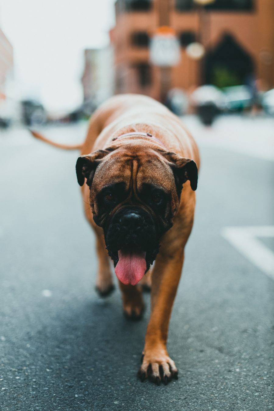 Großer Mastiff wird an der Leine geführt