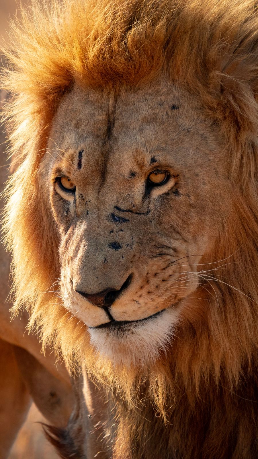 Close-up portrait of an African lion