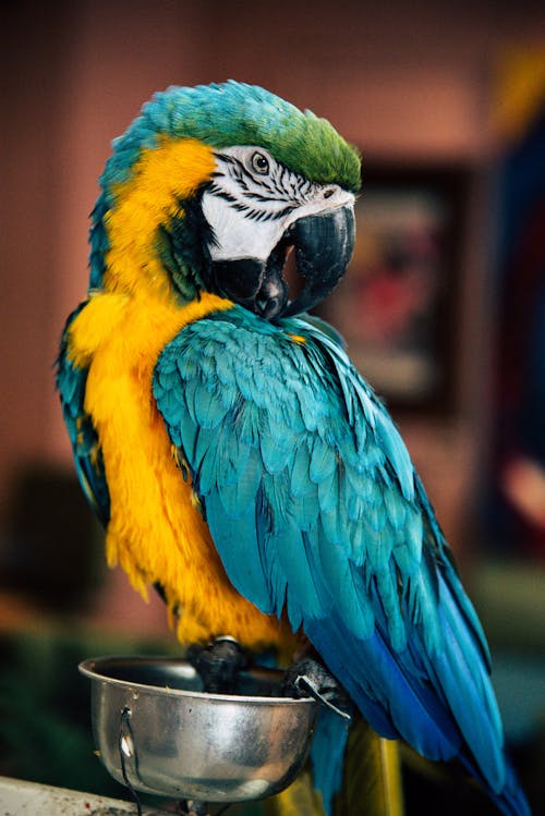 Darmowe zdjęcie z galerii z egzotyczny, fotografia ptaków, kolorowy