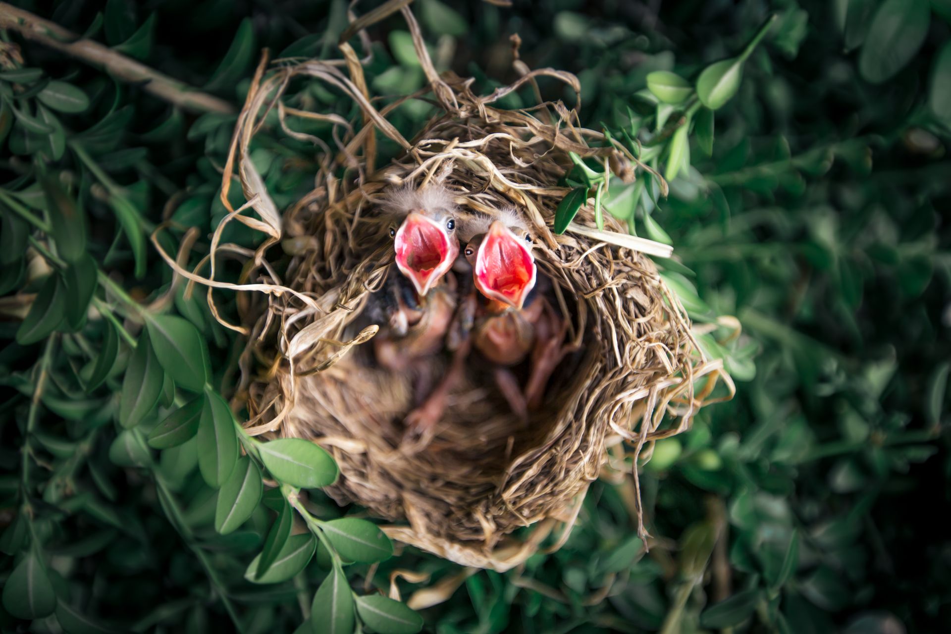 Tilt-shift Photography of Birds