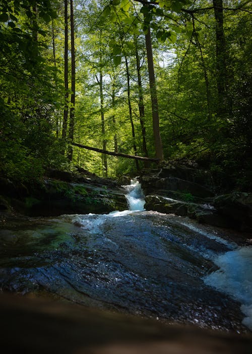 Foto stok gratis alam liar, dedaunan yang subur, hutan