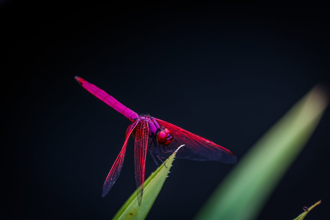 red dragonfly