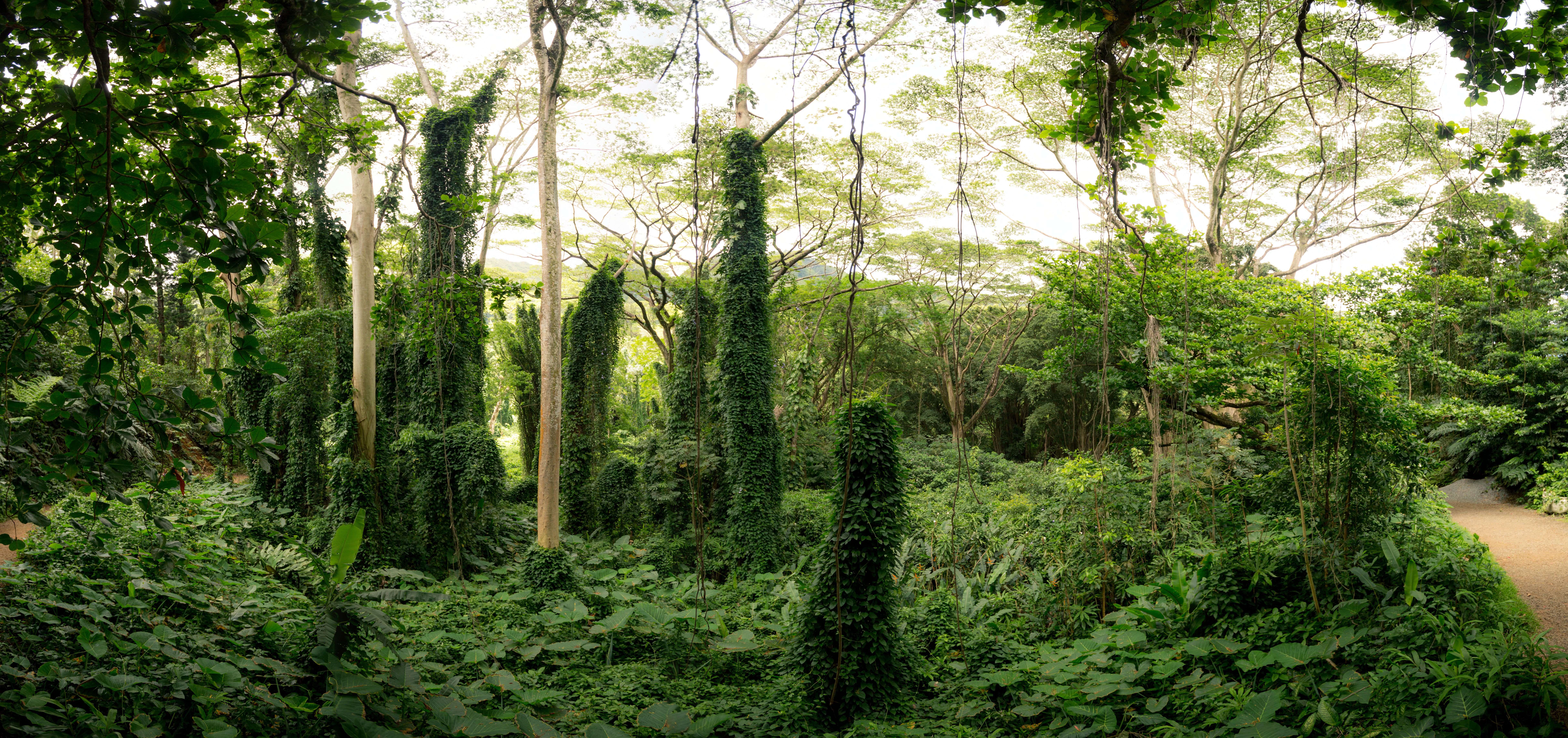 Free Stock Photo Of 42 North 42North ca Forest