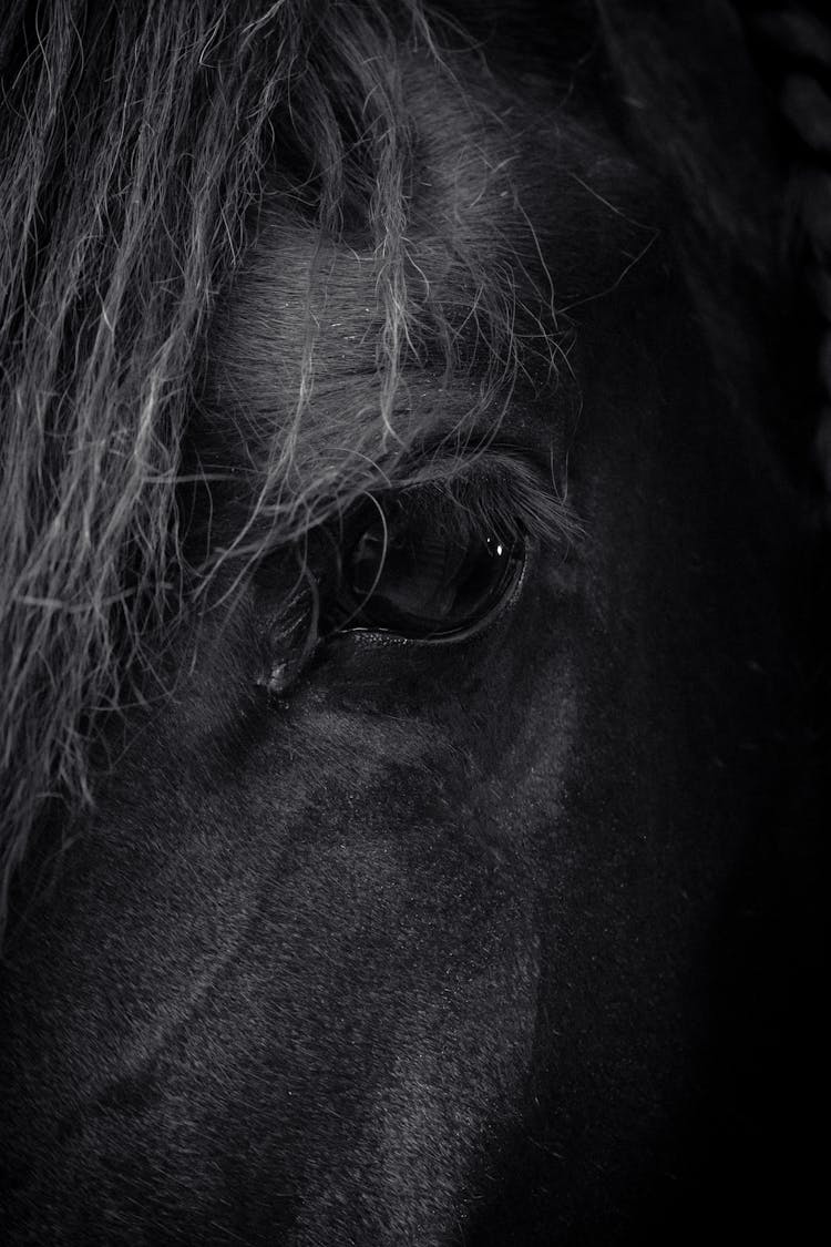 Close-Up Shot Of A Horse Eye 