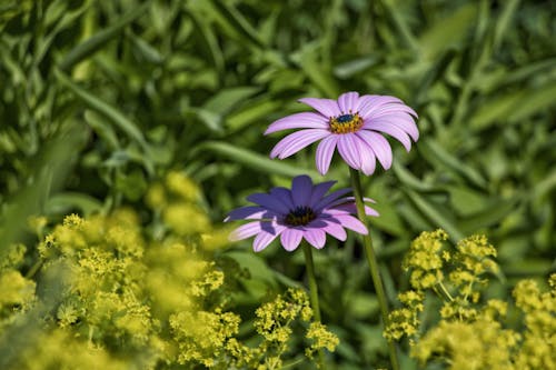 Základová fotografie zdarma na téma cape marguerite, detail, fialové květiny