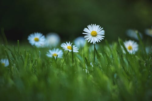 Immagine gratuita di avvicinamento, bocciolo, fiori bianchi