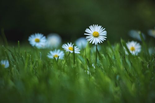 Free Beautiful close-up of white daisies blooming in a lush green field, capturing nature's serenity. Stock Photo