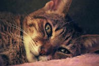 这张特写捕捉了一只虎斑猫平静休息的样子，露出了它独特的胡须