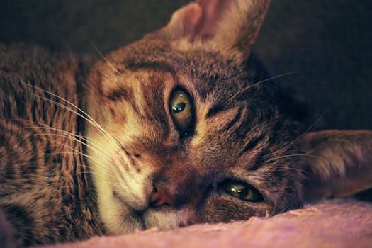 这张特写捕捉了一只虎斑猫平静休息的样子，露出了它独特的胡须