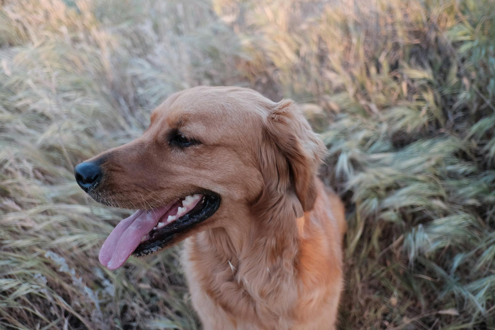 Dark Golden Retriever Sitting on the Grass