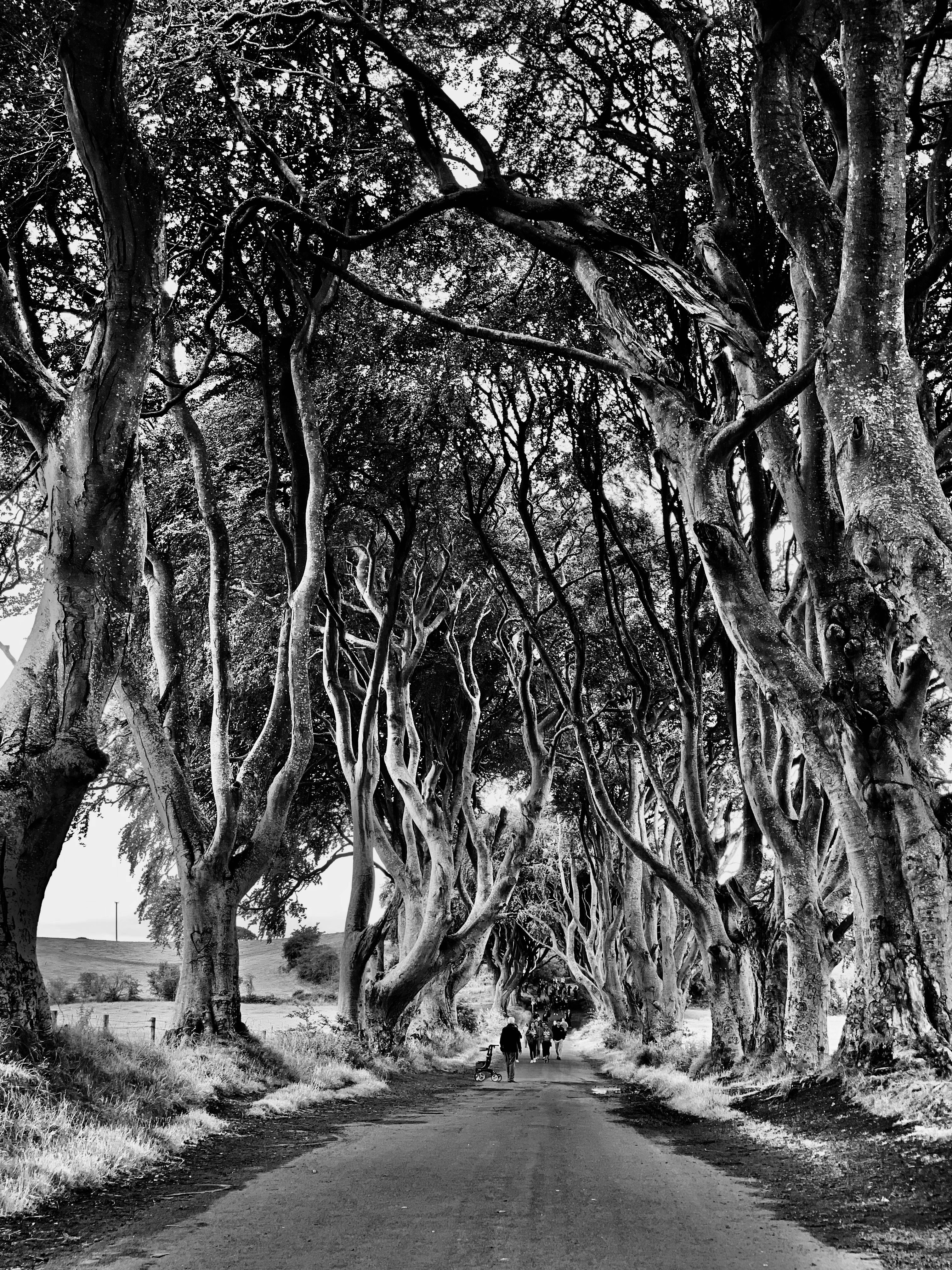 Interlocking Branches Photos, Download The BEST Free Interlocking ...
