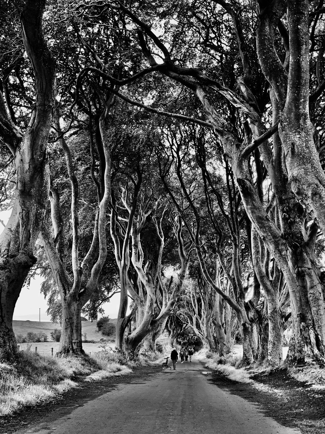 Tree Image Grayscale Grayscale Photo of Trees in the Forest · Free Stock Photo