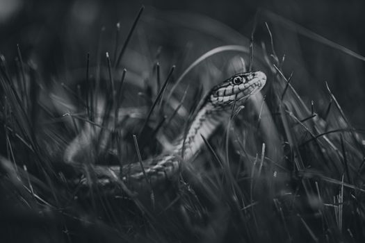 snake photo