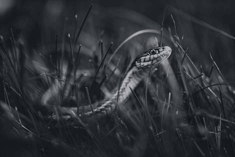 Black-and-white close-up of a snake in grass showcasing wildlife and natural detail.