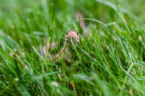 Free A snake peering through fresh green grass, showcasing its natural habitat. Stock Photo