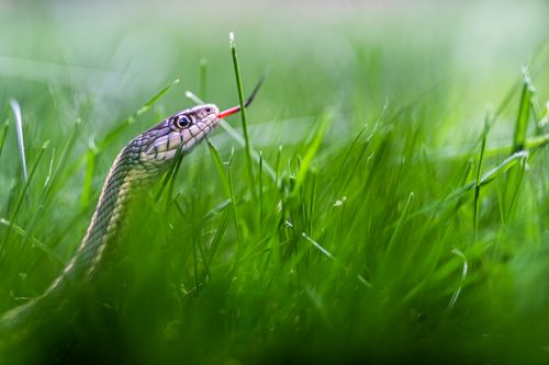 Free Intimate portrait of a snake slithering through vivid green grass, showcasing wildlife beauty. Stock Photo