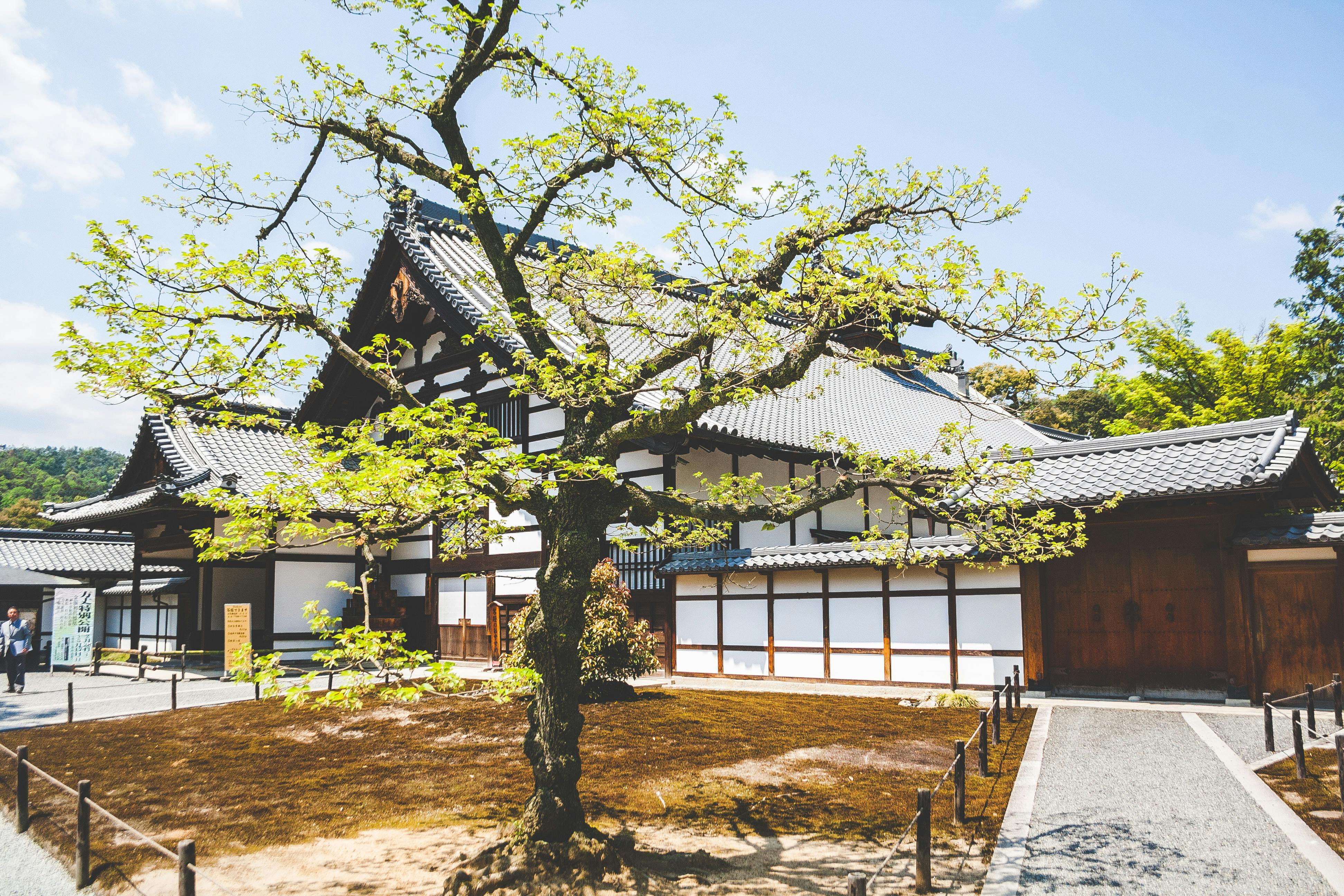 Green Leaf Tree Near White and Brown Shack