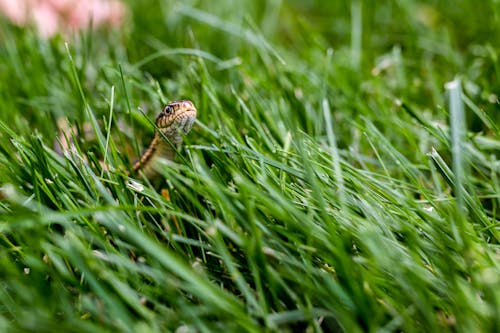 Free Snake Poking its Head out of the Grass Stock Photo