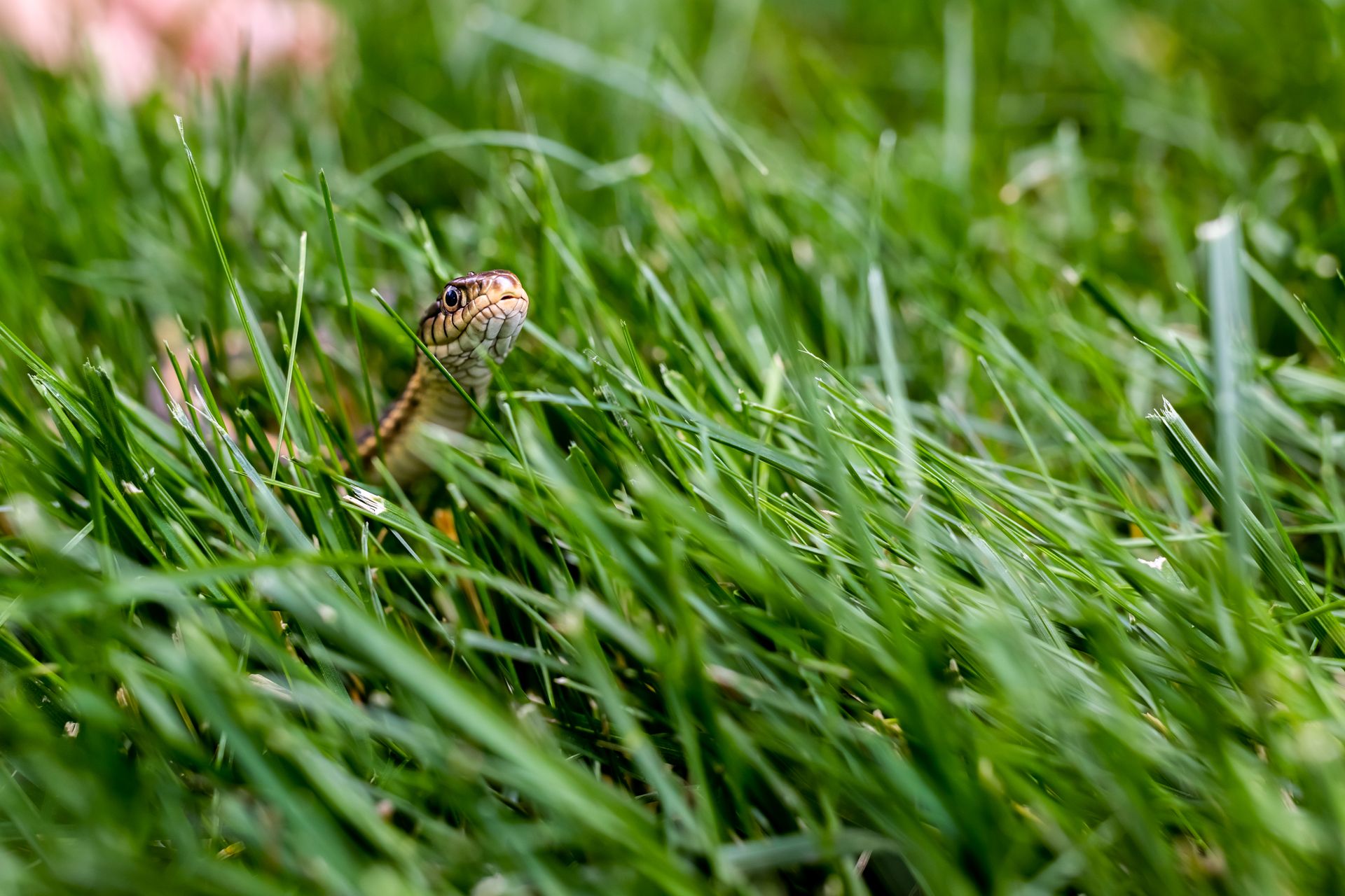 Close-up of a snake peering through grass, showcasing nature's stealthy predators.