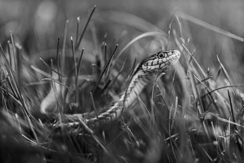 Free Black and white close-up of a garter snake slithering through grass. Stock Photo