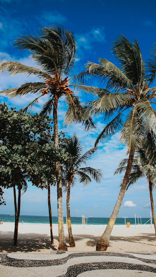 Fotos de stock gratuitas de Cocoteros, orilla del mar, palmeras
