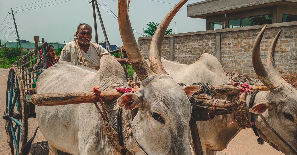 People Riding on Ox Cart · Free Stock Photo