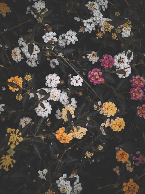 Foto stok gratis alam, bunga, bunga-bunga indah