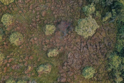 Aerial Photography of Trees in the Forest